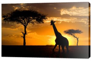 Żyrafa o zachodzie słońca na sawannie. Kenia. Tanzania. Wschodnia Afryka. Doskonała ilustracja.
