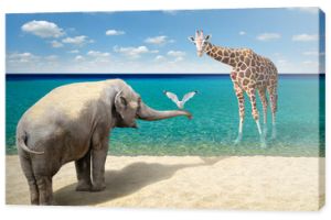 Słoń, mewa i żyrafa na plaży?