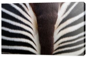 Okapi close-up detail
