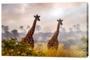 Afryka zachód słońca natura. Wielkie stado z błękitnym niebem i chmurami. Żyrafa i świt. Zielona roślinność z portretem zwierzęcia. Scena z przyrodą. Pomarańczowe światło w lesie, Murchison Falls NP Uganda