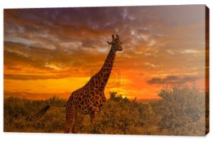 Piękne zdjęcia afrykańskiego słońca i wschodu słońca z żyrafami
