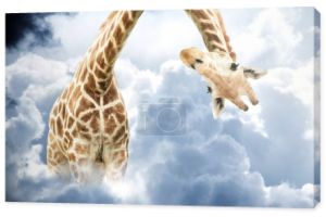 Głowa żyrafy wisi do góry nogami. Ciekawy słodki żyrafa zerka z góry burzliwy cumulonimbus. Fantastyczna scena z ogromną żyrafą wychodzącą z chmury