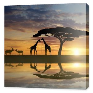 Żyrafy z Kudu