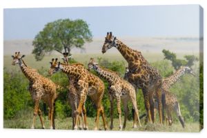 Grupa dzikie żyrafy