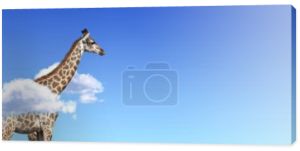 Baner poziomy z żyrafą nad chmurami. Słodka żyrafa na niebie. Fantastyczna scena z ogromną żyrafą wychodzącą z chmury. Skopiuj szablon. Kopiuj miejsce na tekst
