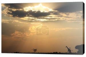 Dzika żyrafa w kompletnej dziczy Namibii, południowo-zachodniej Ariki. Zachód słońca i Sylwetka fotografia przed żywym i złotym słońcem niebo. 