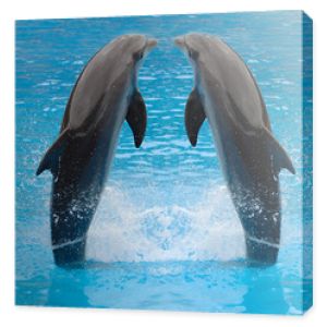 bliźniaki delfinów