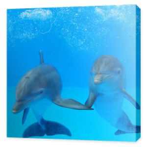 Dwa delfiny w wodzie