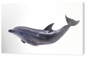 ciemnoszary odizolowany delfin