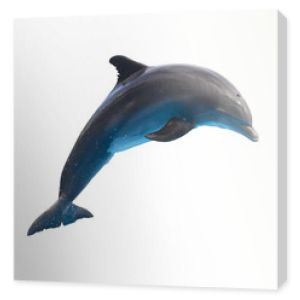 skaczący delfin na białym