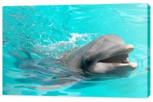 Szczęśliwy uśmiechnięty delfin