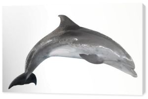 szary delfin butlonosy na białym tle