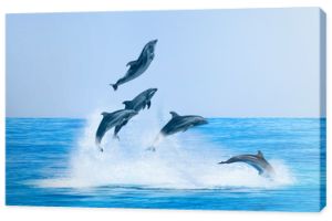 Grupa delfinów skaczących po wodzie - Piękny pejzaż morski i błękitne niebo
