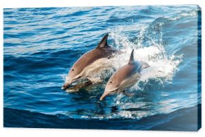 delfiny wyskakujące z wody