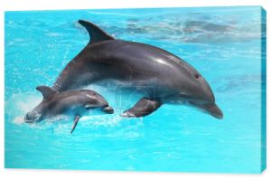 Delfin z dzieckiem pływające w wodzie
