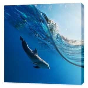 Delfin pływanie pod wodą