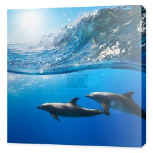 dwie zabawne delfiny uśmiechający się pod wodą bardzo blisko aparatu