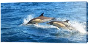 Dwa delfiny skaczące w Morzu Śródziemnym w przejrzysty dzień, delfina w paski (Stenella coeruleoalba) zbliżenie. Fale i rozpryski wody. Widok z żaglówki. Hiszpania