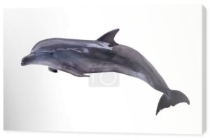 Delfin ciemny szary na białym tle