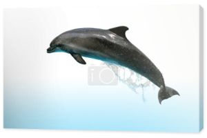 skoki delfinów
