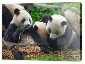 Misie pandy jedzą razem