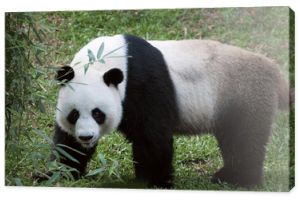 portret miłego misia panda chodzącego w letnim środowisku