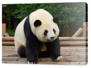 Miś panda wielka