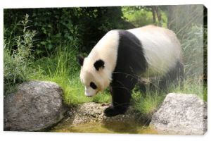 Panda wielka się rusza