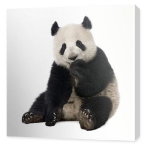 Panda wielka (18 miesięcy) - Ailuropoda melanoleuca