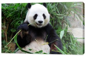 panda olbrzymia jedząca bambus