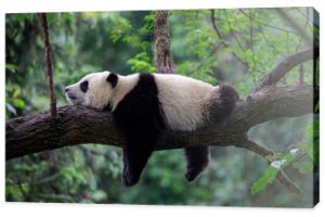 Leniwy niedźwiedź panda śpi na gałęzi drzewa, Chiny Wildlife. Rezerwat przyrody Bifengxia, prowincja Syczuan.