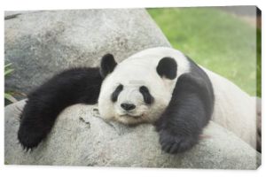 Miś panda gigant spanie