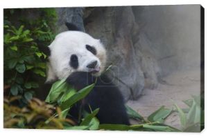 Gigantyczny niedźwiedź panda jedzący liść bambusa