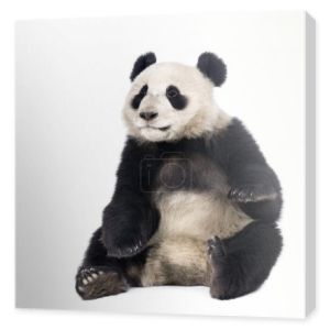Giant Panda (18 miesięcy) - Wielka kinia