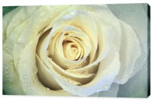 Piękny kwiat róży z kroplami wody