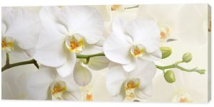 Duże białe kwiaty orchidei na zdjęciu panoramicznym