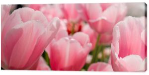 Różowe tulipany tło.