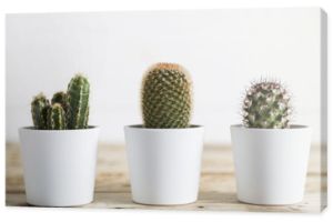 Trzy rośliny kaktusowe