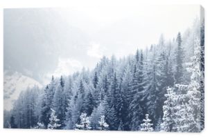 Pokryty śniegiem las