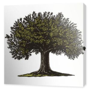 Grawerowane drzewo. Ilustracja wektorowa drzewa owocowego w stylu vintage grawerowania. Pojedyncze, zgrupowane.