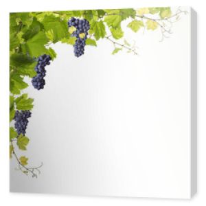 Liście winorośli na białym tle
