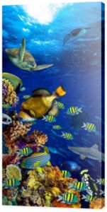 kolorowa szeroka podwodna rafa koralowa 16to9 pionowe tło tapeta na smartfona z wieloma rybami żółw i życie morskie / Unterwasser Korallenriff Hintergrund vertikal hochformat 16zu9