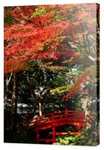 Jesienne liście ogród Japonia słoneczna ekspozycja różnica czerwono-zielony kontrast Taikobashi