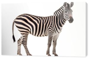 A majestic zebra commands attention on a dark canvas, showcasing the beauty and power of this iconic terrestrial mammal in the wild