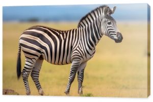 zebra in serengeti park