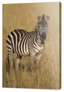 Zebra stojąca w suchej trawie