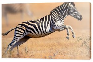 Zebra biegająca i skacząca