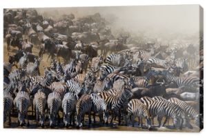 Wielkie stado gnu jest nad rzeką Mara. Wielka migracja. Kenia. Tanzania. Park Narodowy Masai Mara. Doskonała ilustracja.