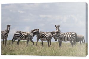 Portret dzikiej zebry wędrującej swobodnie