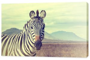 Dzika zebra afrykańska. Efekt vintage